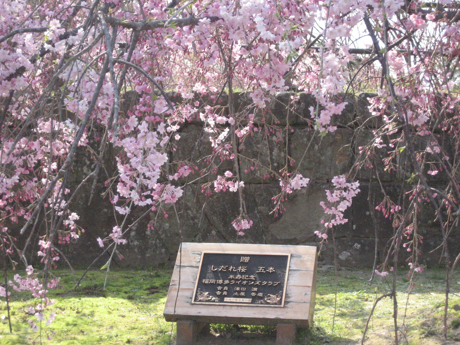 tapete bunga sakura bergerak,blume,baum,blühen,pflanze,frühling