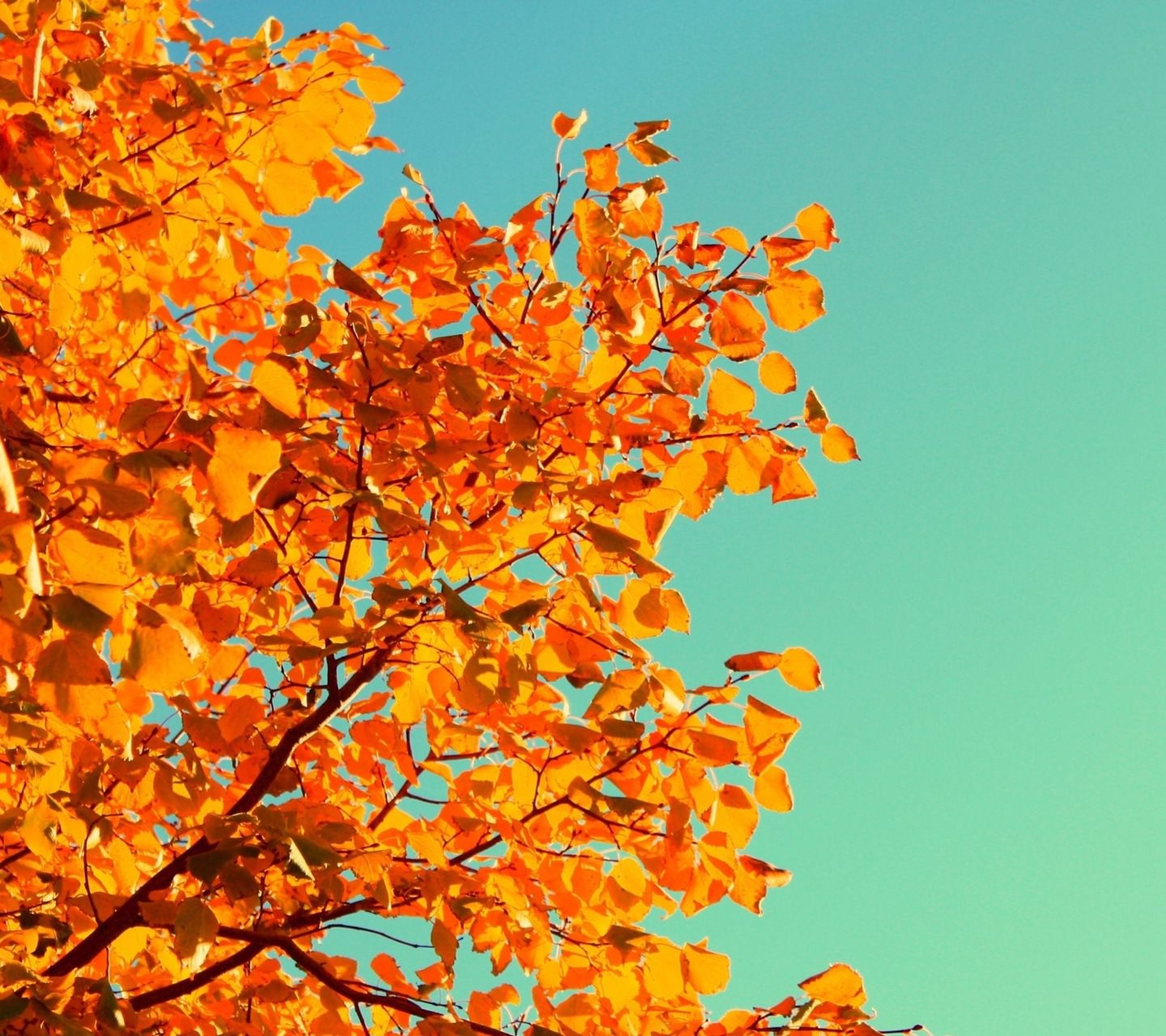 tapete daun gugur,baum,blatt,orange,pflanze,herbst