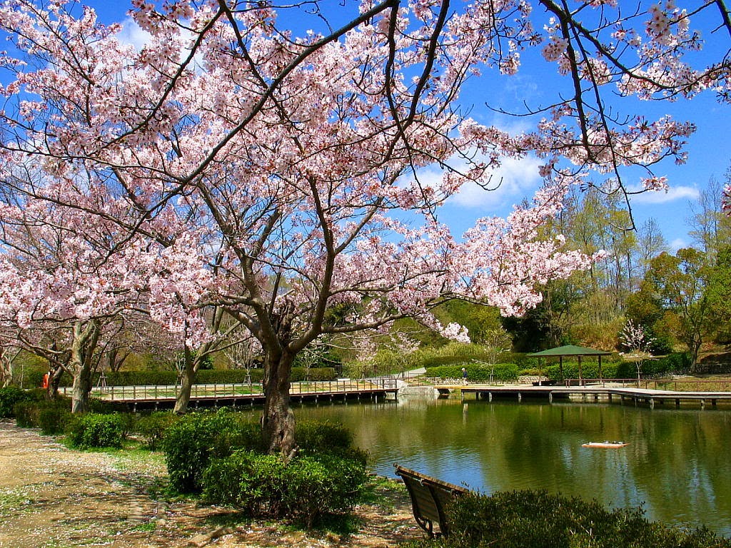 壁紙bunga sakura bergerak,花,木,自然,花,春