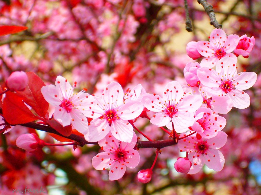 壁紙bunga sakura bergerak,花,工場,ピンク,花,春