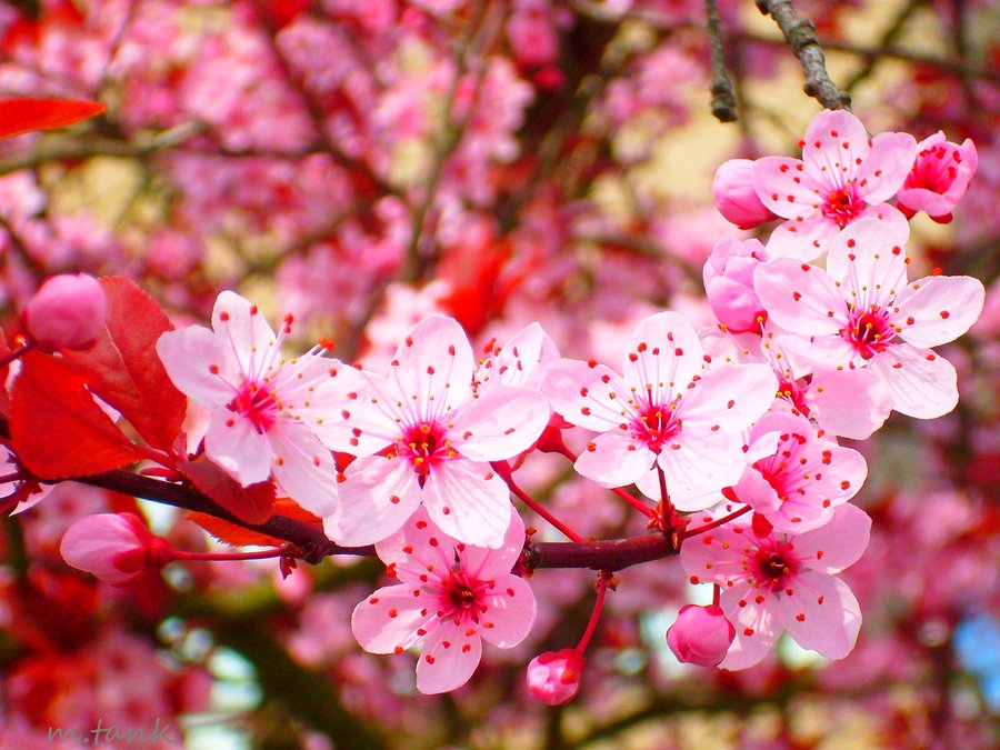 papier peint bunga sakura bergerak,fleur,plante,rose,fleur,printemps