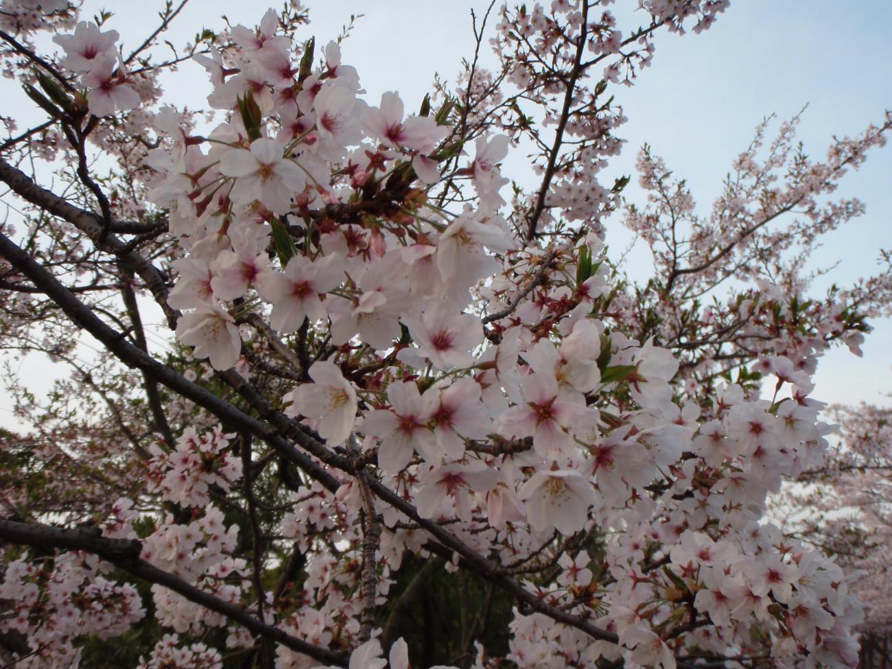 배경 방가 사쿠라 bergerak,꽃,꽃,봄,식물,나무