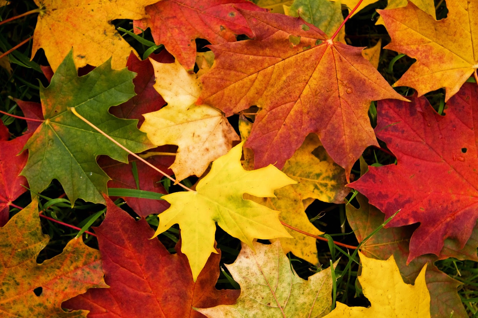 fond d'écran daun gugur,feuille,arbre,feuille d'érable,plante,érable du nouveau mexique