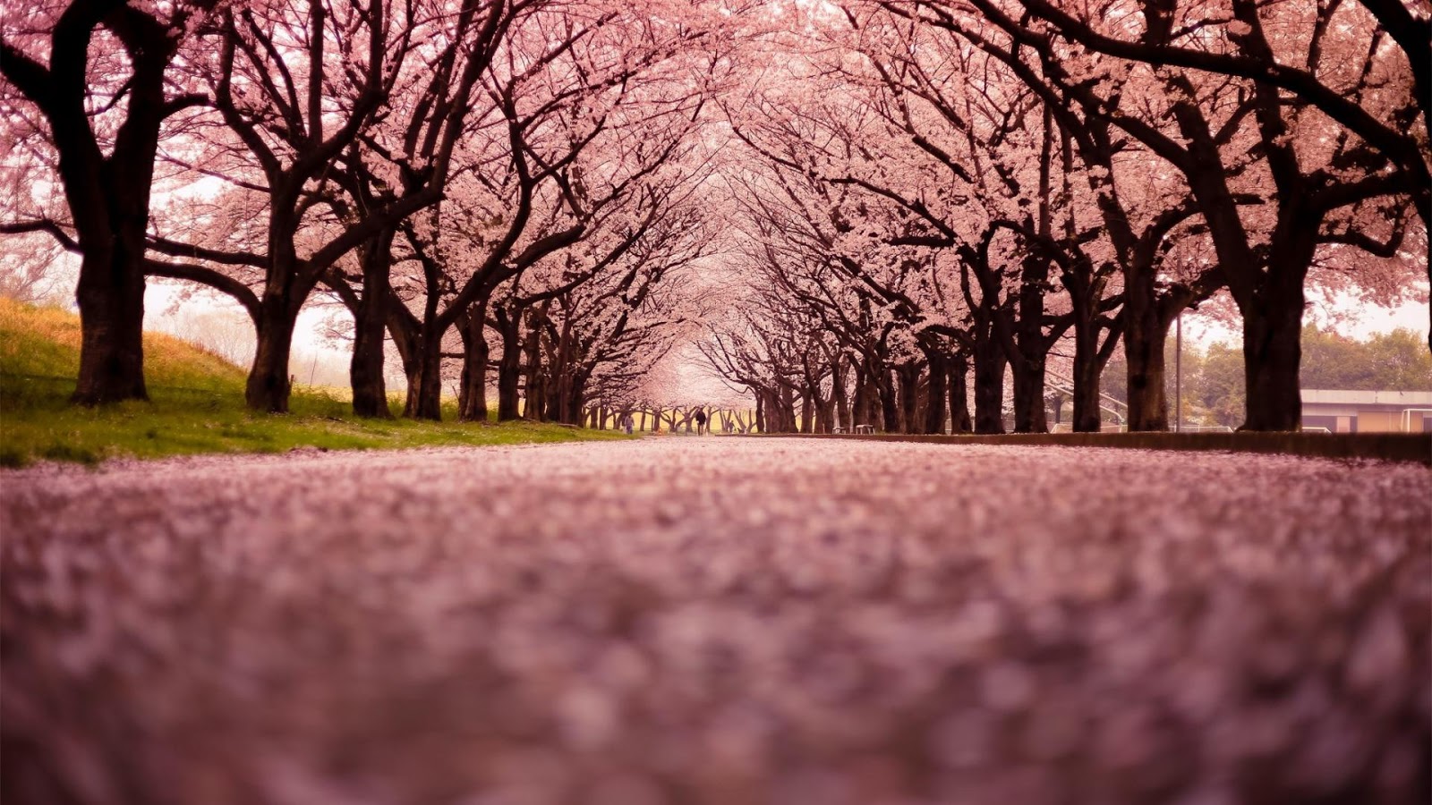 papier peint bunga sakura bergerak,la nature,arbre,paysage naturel,ciel,printemps
