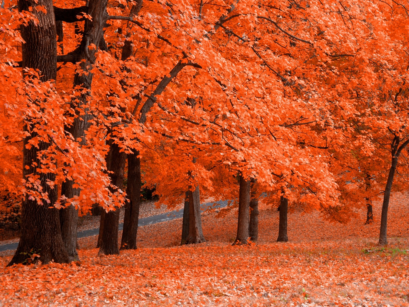 壁紙daun gugur,木,自然の風景,葉,自然,秋