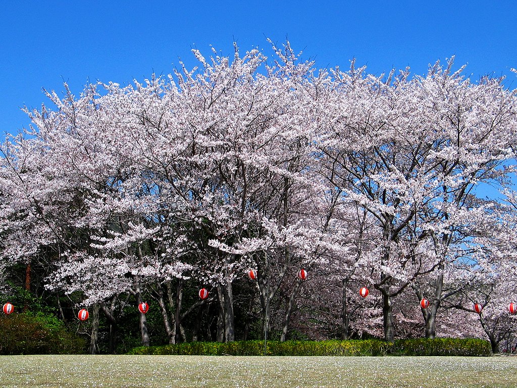 papier peint bunga sakura bergerak,arbre,plante,fleur,printemps,fleur