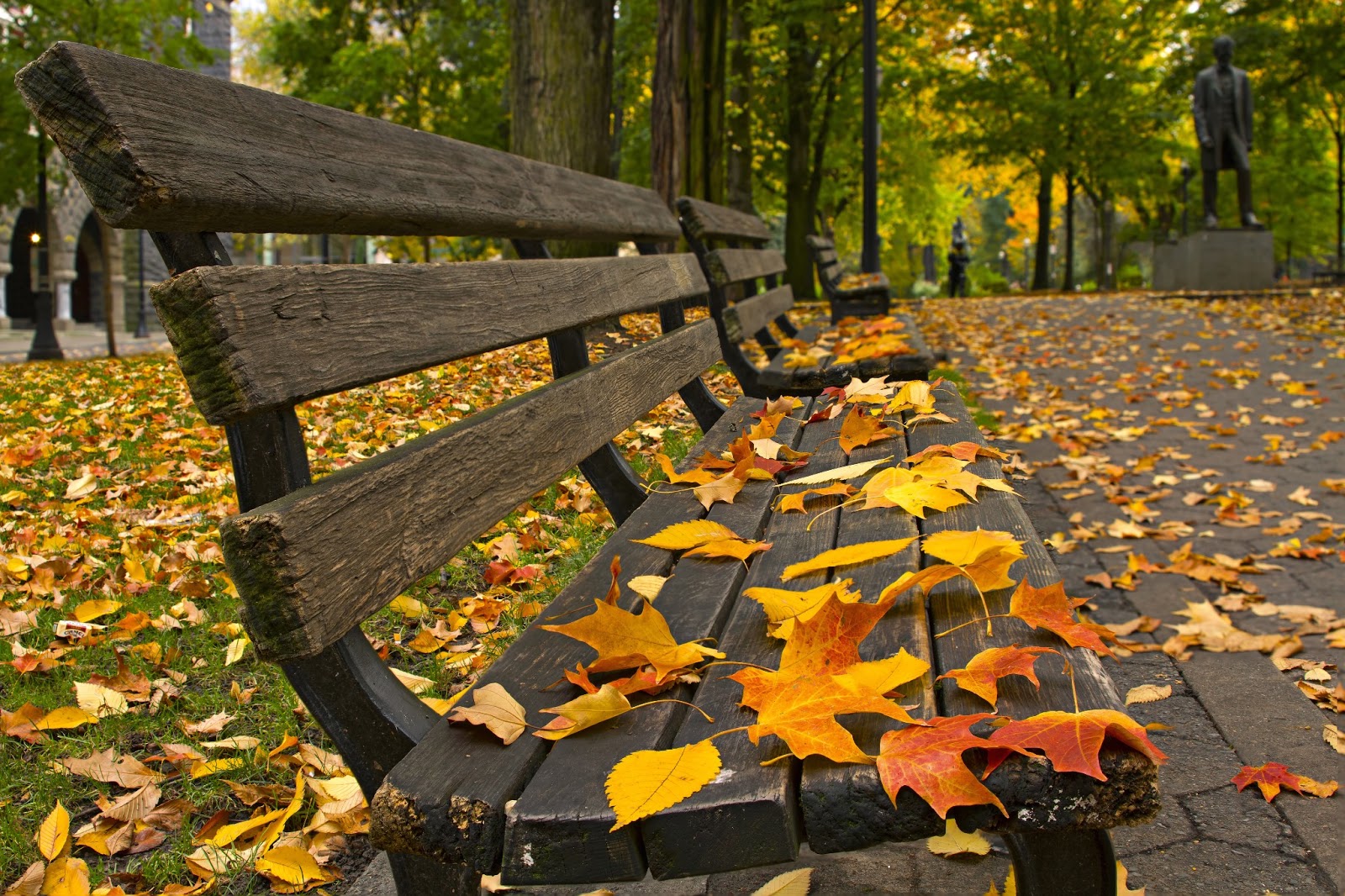 壁紙daun gugur,葉,自然の風景,木,ベンチ,秋