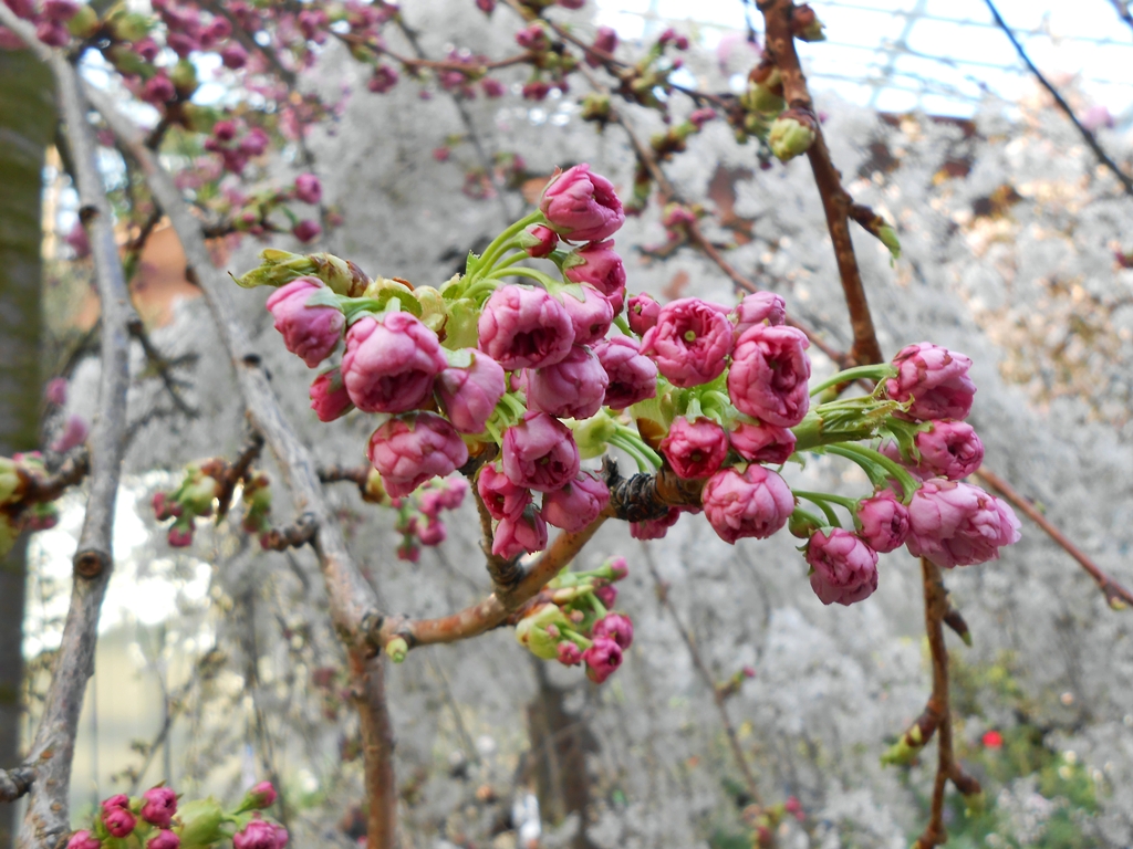 tapete bunga sakura bergerak,blume,pflanze,blühen,frühling,baum