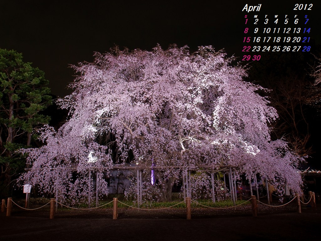 fondos de pantalla bunga sakura bergerak,árbol,planta,flor,flor de cerezo,florecer