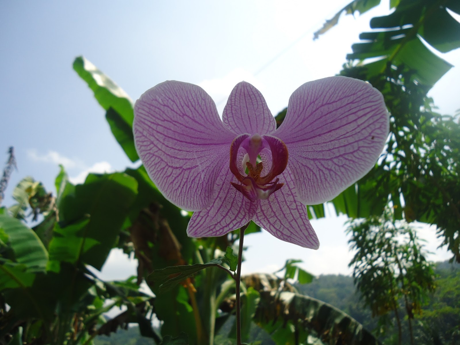 壁紙bunga pohon dan buah,花,開花植物,工場,花弁,ガ蘭