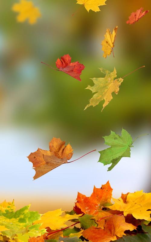 壁紙daun gugur,葉,自然,自然の風景,カエデの葉,木
