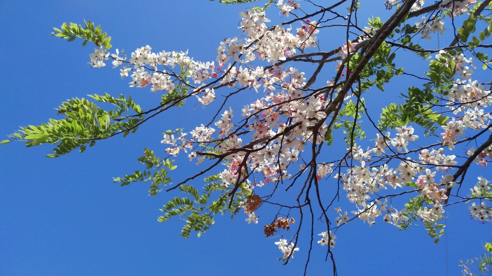 壁紙bunga pohon dan buah,木,花,工場,花,春