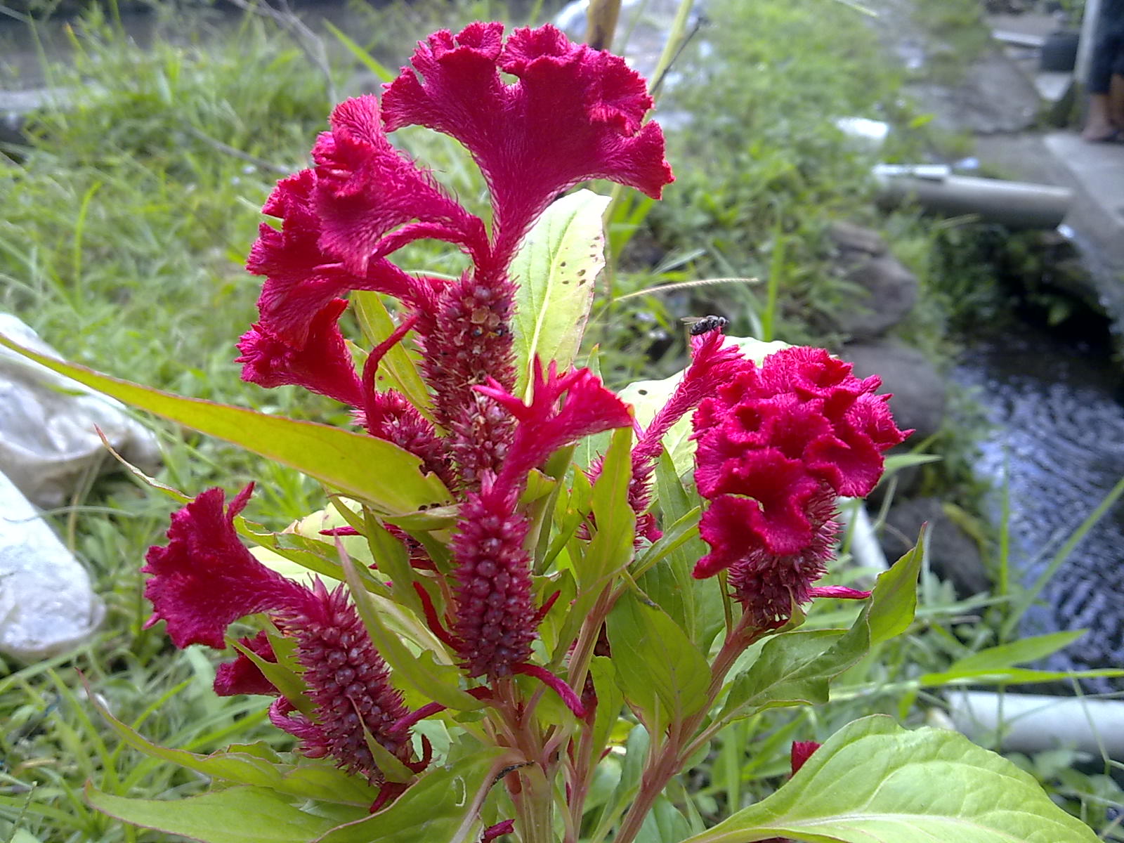 sfondi bunga pohon dan buah,fiore,pianta fiorita,pianta,woolflowers,piume del principe di galles