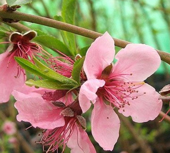 wallpaper bunga pohon dan buah,flower,flowering plant,plant,pink,petal