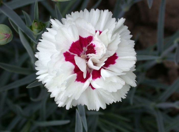 papier peint bunga pohon dan buah,fleur,plante à fleurs,plante,pétale,œillet