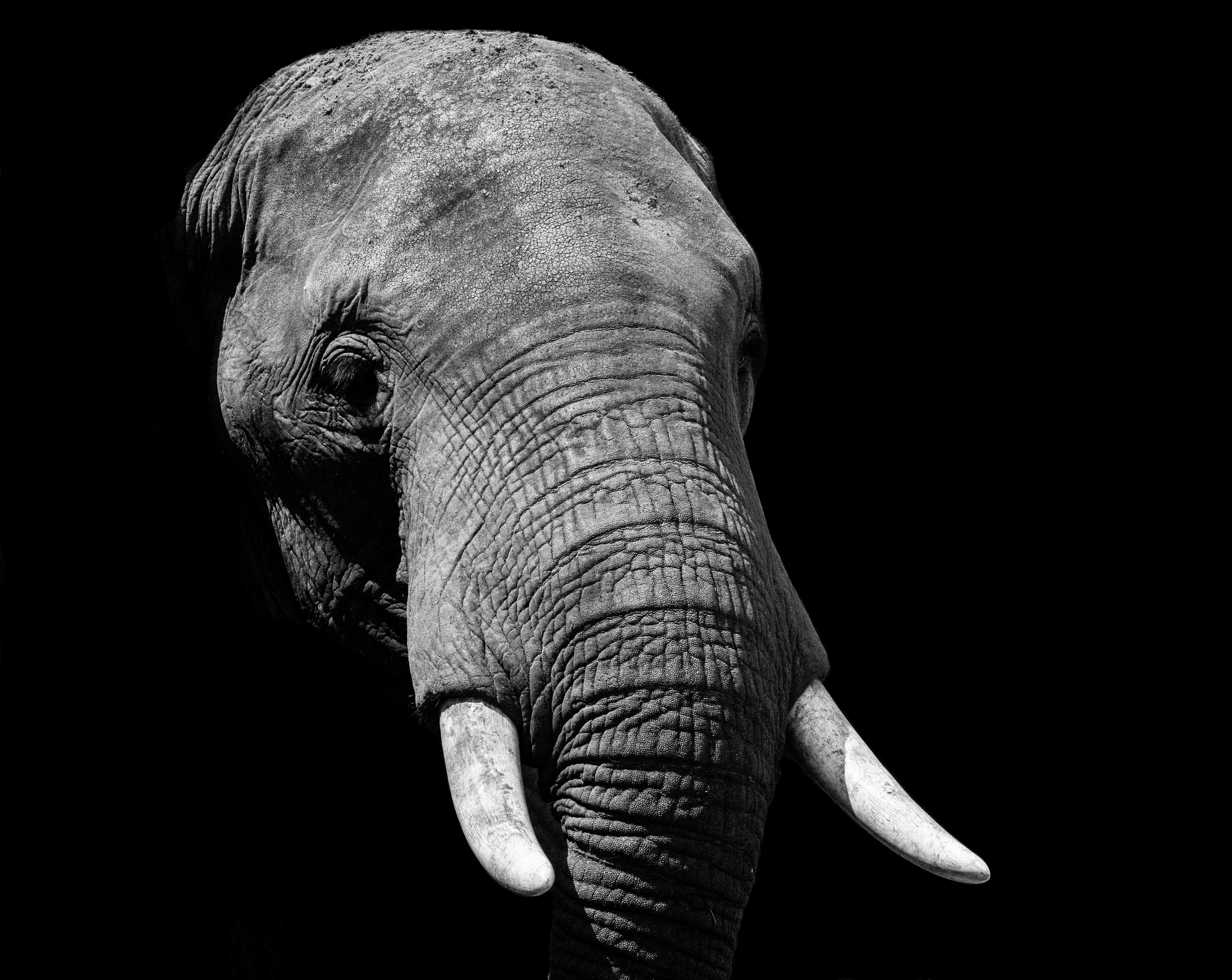 sfondi hd neri e bianchi,elefante,elefanti e mammut,animale terrestre,nero,elefante africano