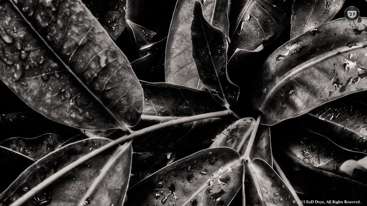 noir et blanc fonds d'écran hd,feuille,photographie monochrome,noir et blanc,photographie de nature morte,monochrome