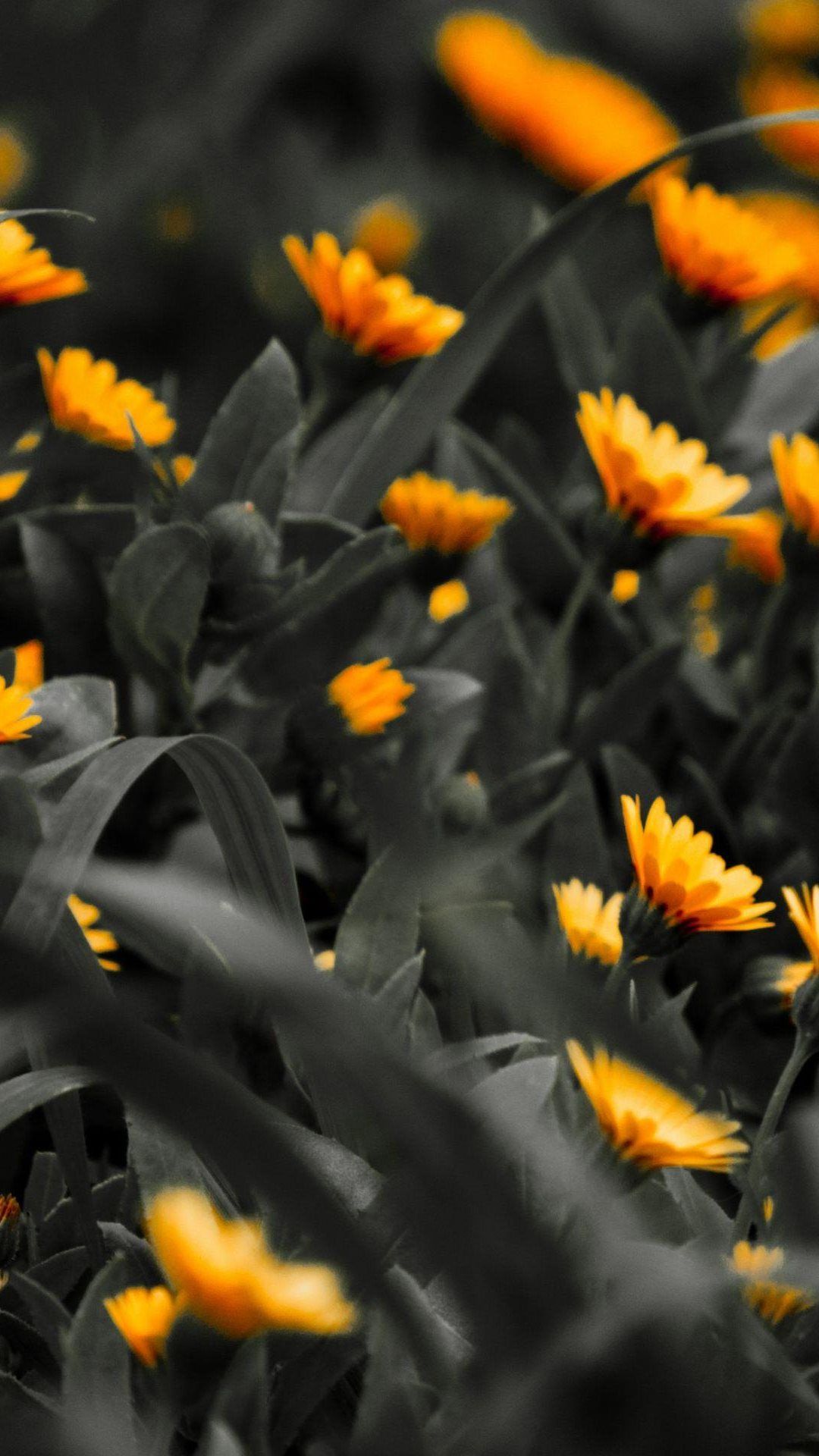fondo de pantalla negro hd para móvil descarga gratuita,flor,amarillo,planta,pétalo,naranja