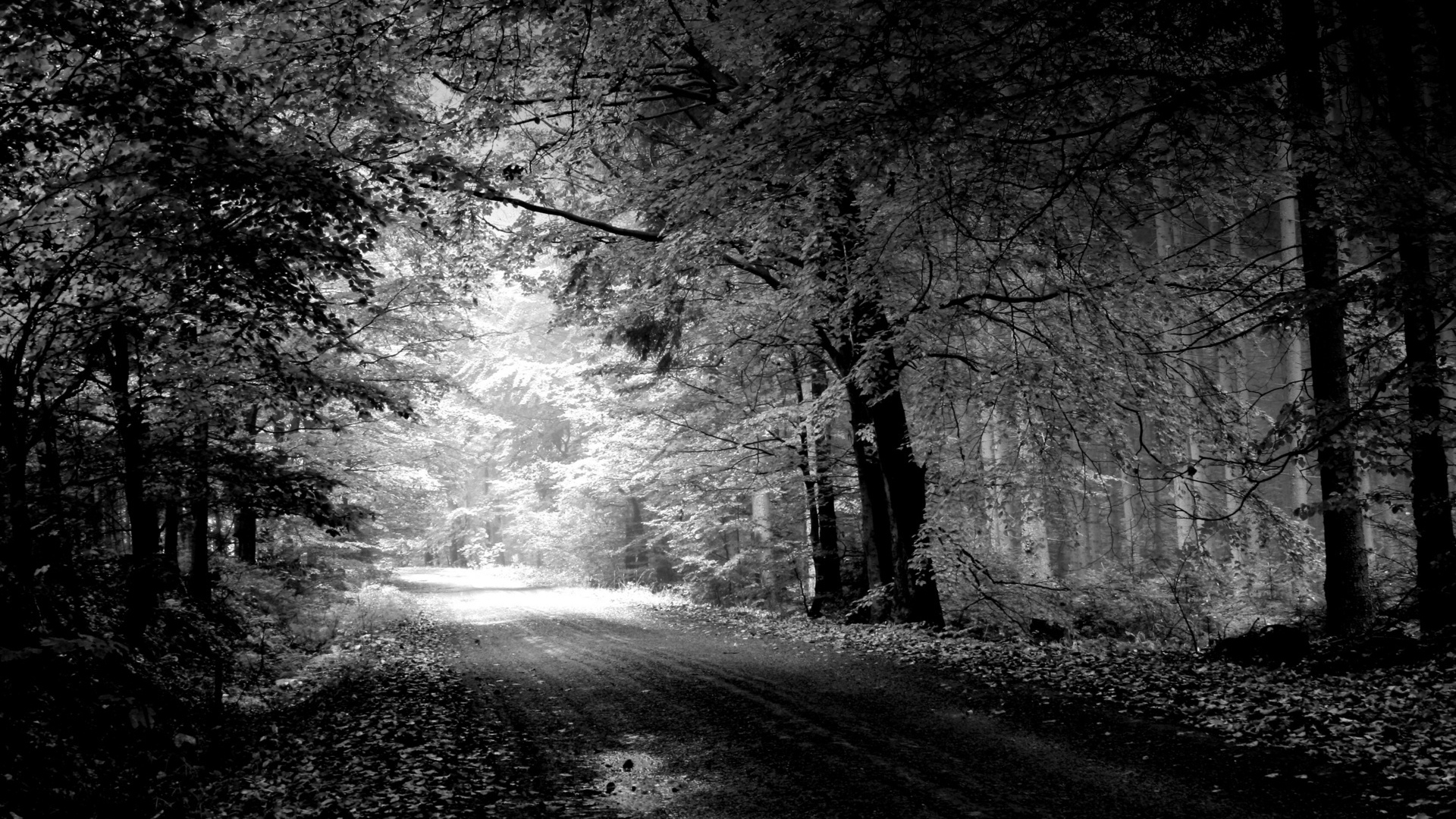 黒と白の壁紙のhd 1080p,自然,木,自然の風景,黒,白い