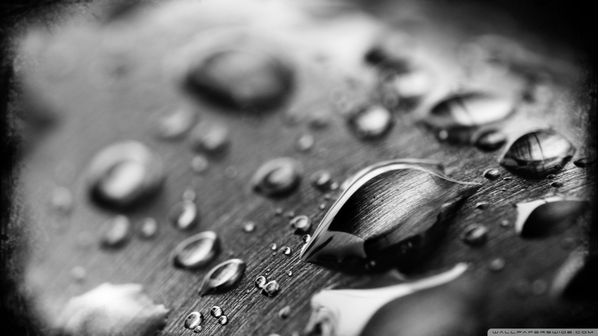 fond d'écran blanc noir hd,noir et blanc,photographie monochrome,l'eau,photographie de nature morte,monochrome