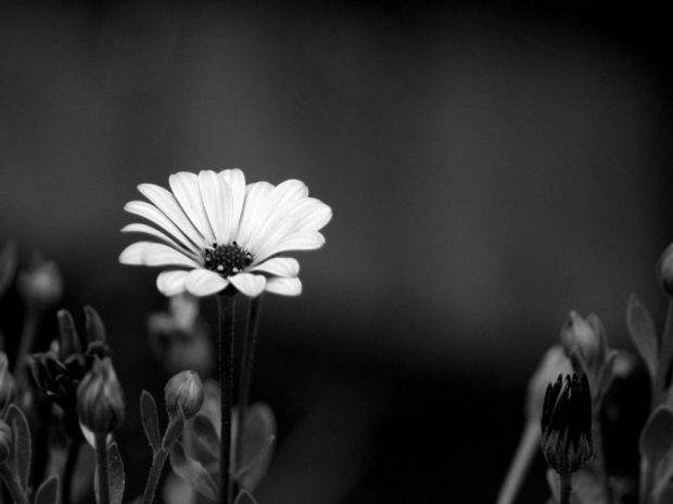 black white wallpaper hd,monochrome photography,black and white,flower,white,black