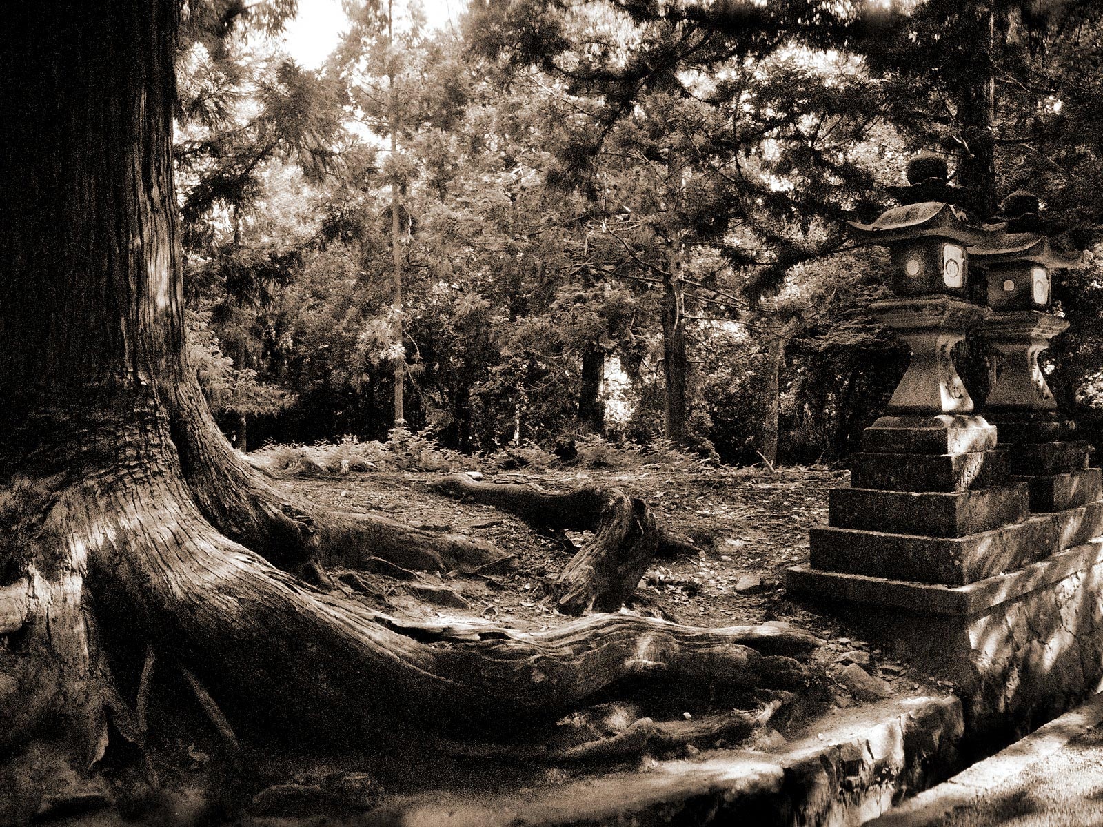 fondo de escritorio en blanco y negro,árbol,naturaleza,maletero,paisaje natural,en blanco y negro