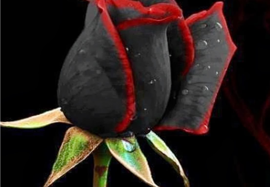 beautiful black wallpaper,flower,red,leaf,petal,macro photography