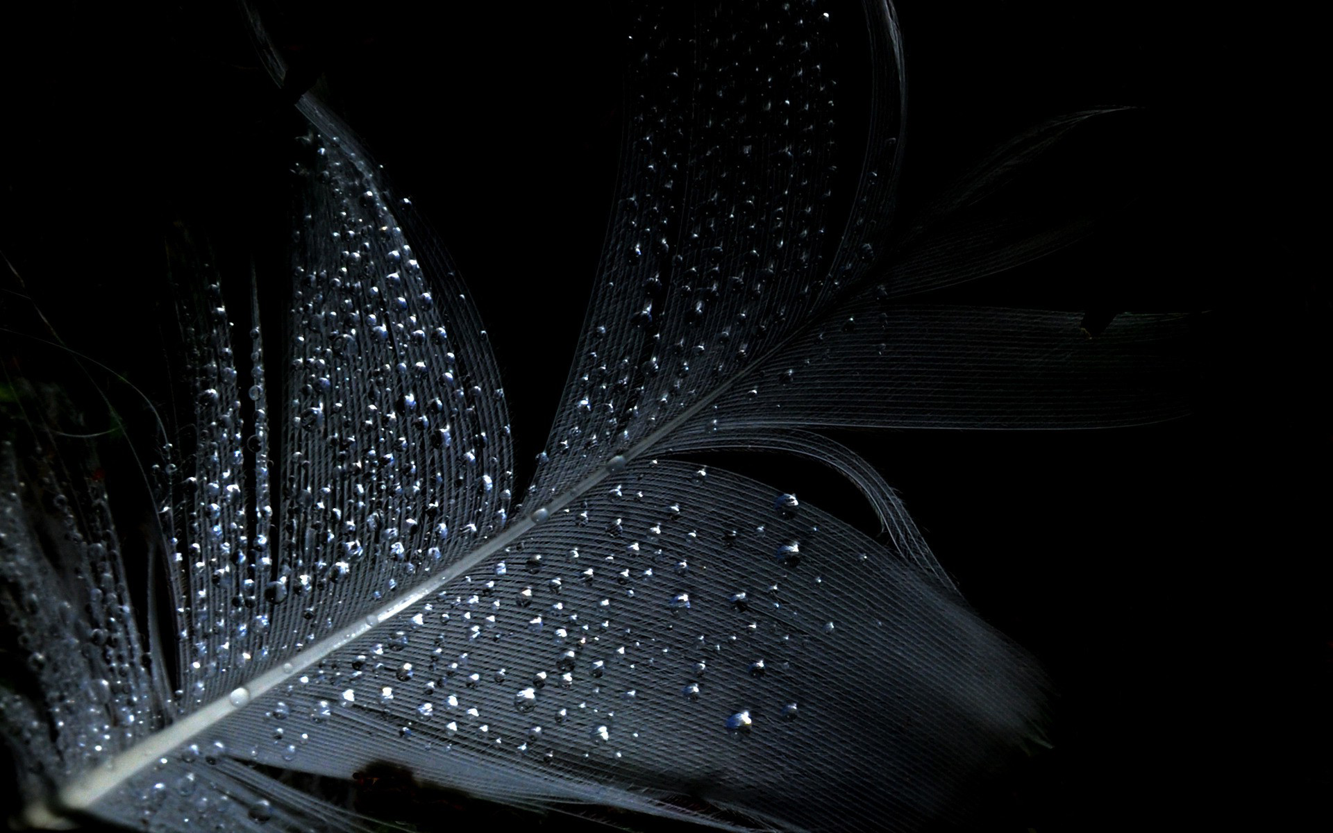 mejor negro fondos de pantalla hd,negro,agua,oscuridad,en blanco y negro,fotografía monocroma