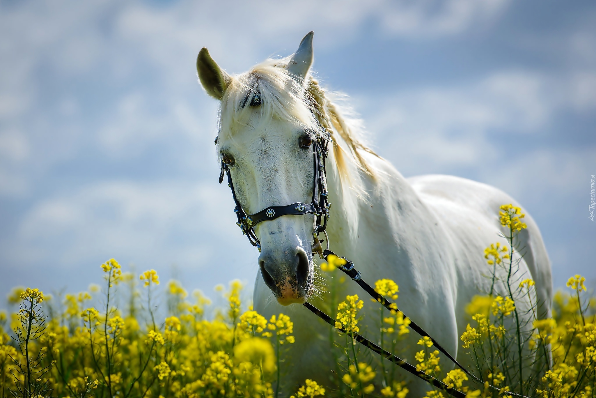beyaz wallpaper,horse,natural landscape,mustang horse,stallion,sky