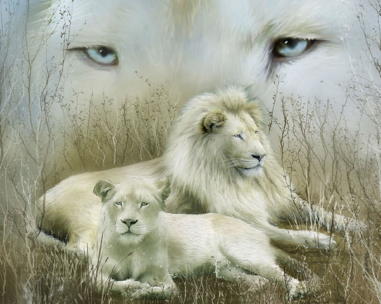 beyaz wallpaper,león,cabello,fauna silvestre,felidae,grandes felinos