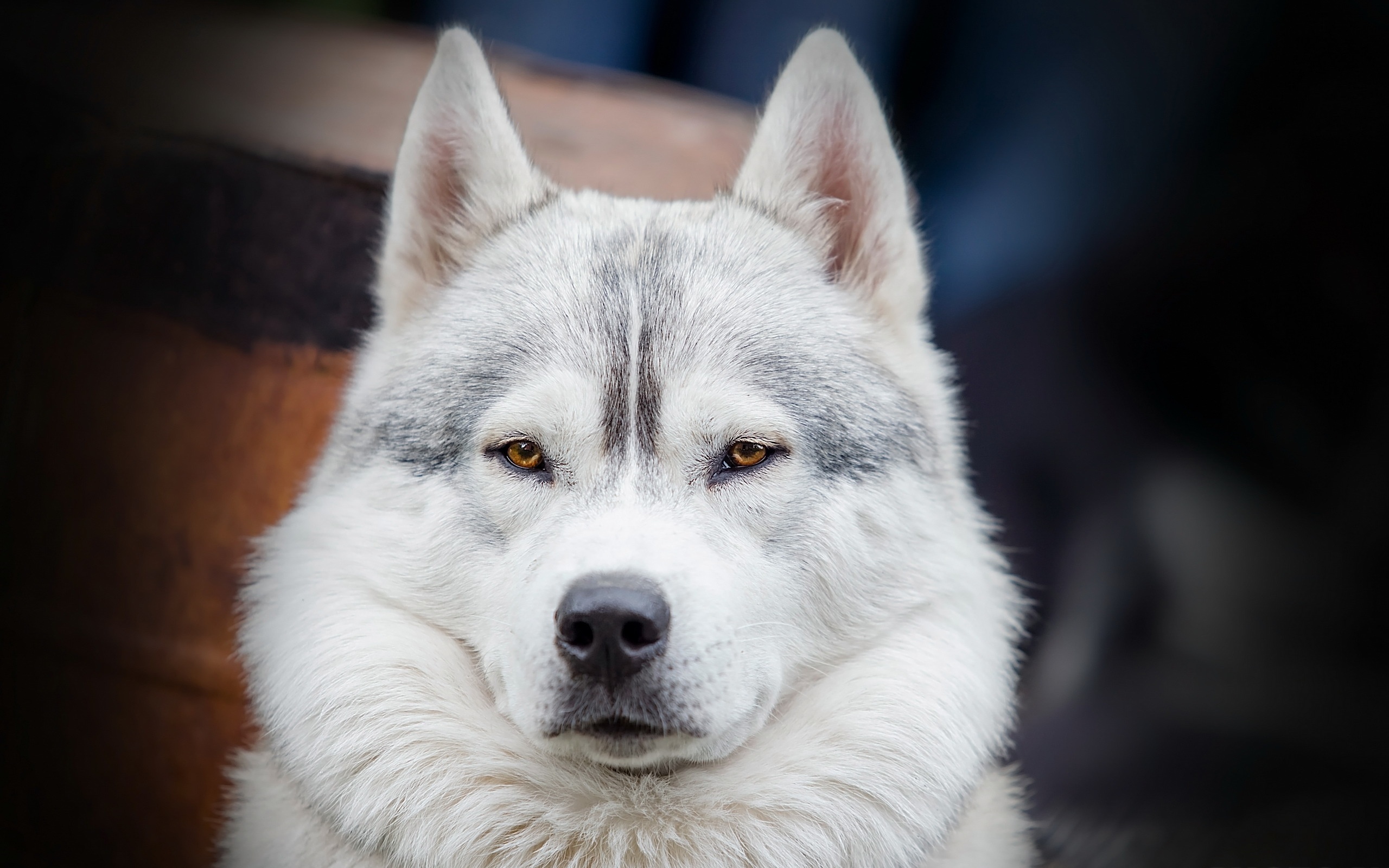 fond d'écran beyaz,chien,husky sibérien,chien du groenland,chien inuit du nord,chien loup saarloos