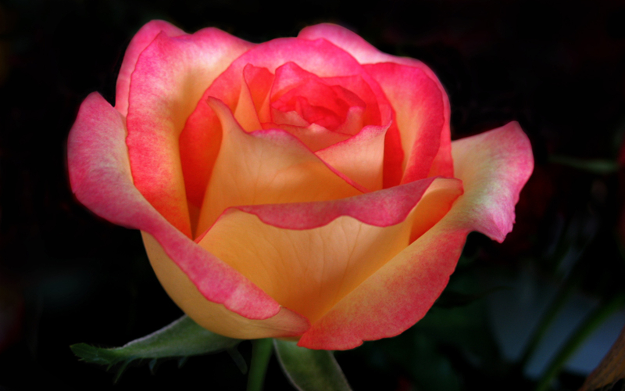 beau fond d'écran couleur,fleur,plante à fleurs,julia enfant rose,pétale,roses de jardin