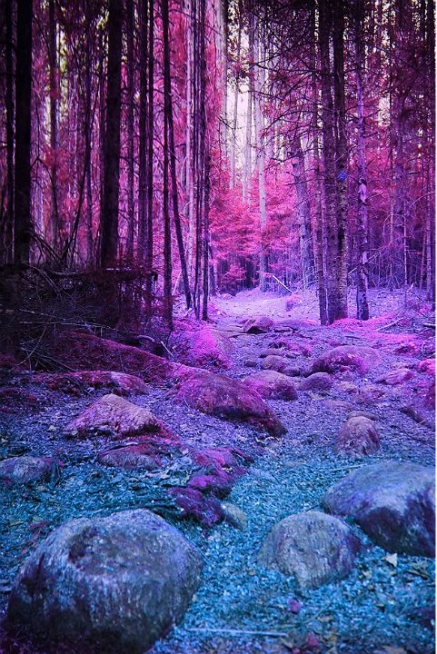 美しい色の壁紙,自然の風景,自然,バイオレット,紫の,森林