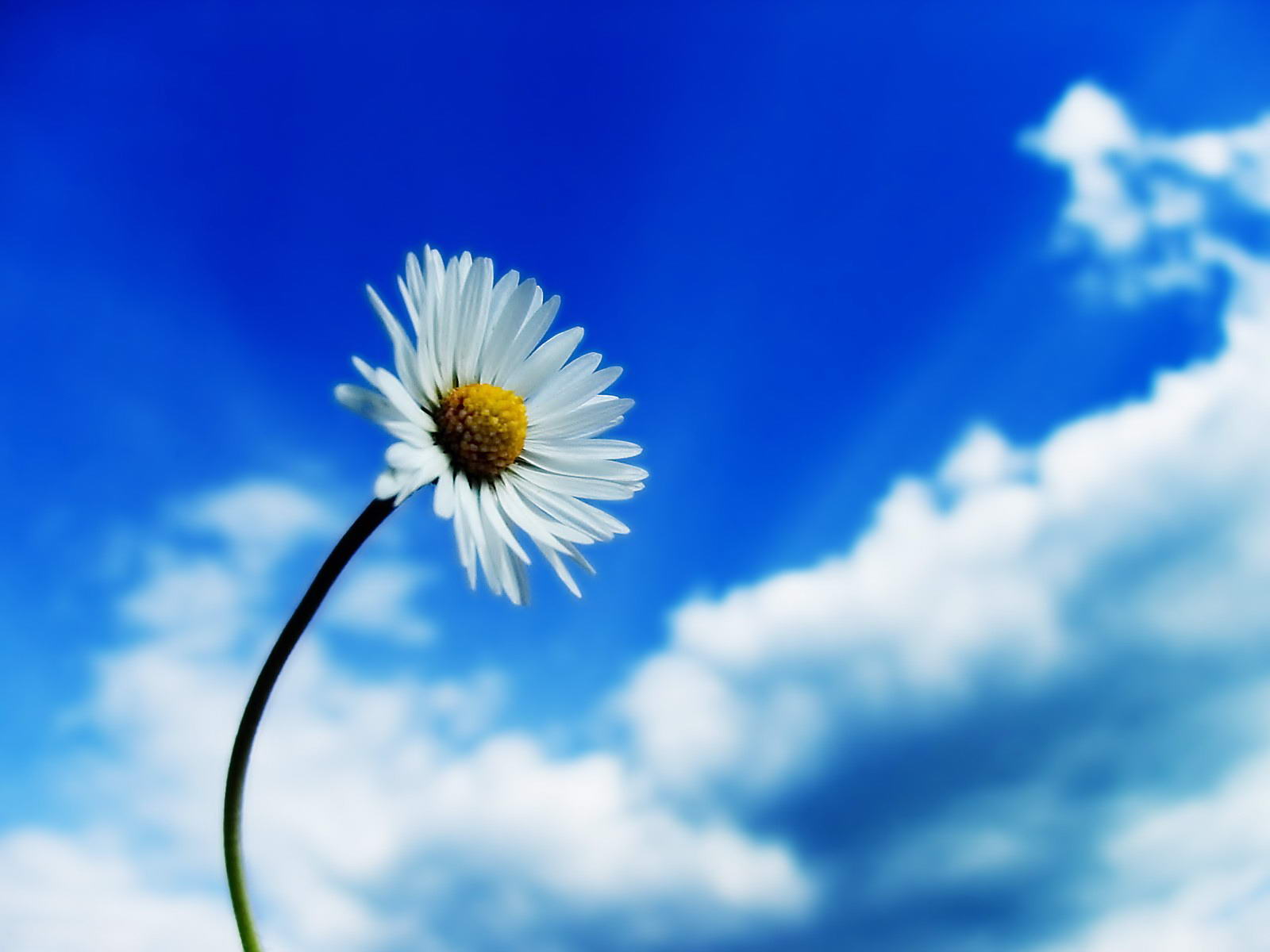 download wallpaper bagus,sky,daisy,daytime,nature,blue