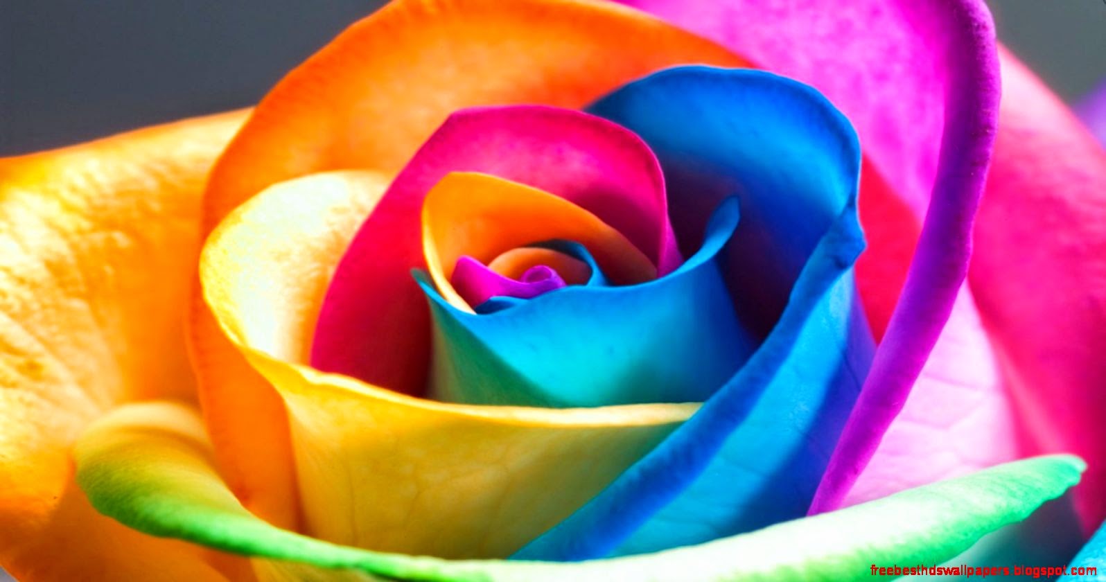 best colorful wallpapers,petal,rainbow rose,rose,flower,rose family ...