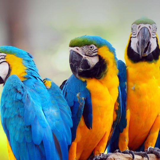 wallpaper warna warni keren,bird,macaw,vertebrate,parrot,beak