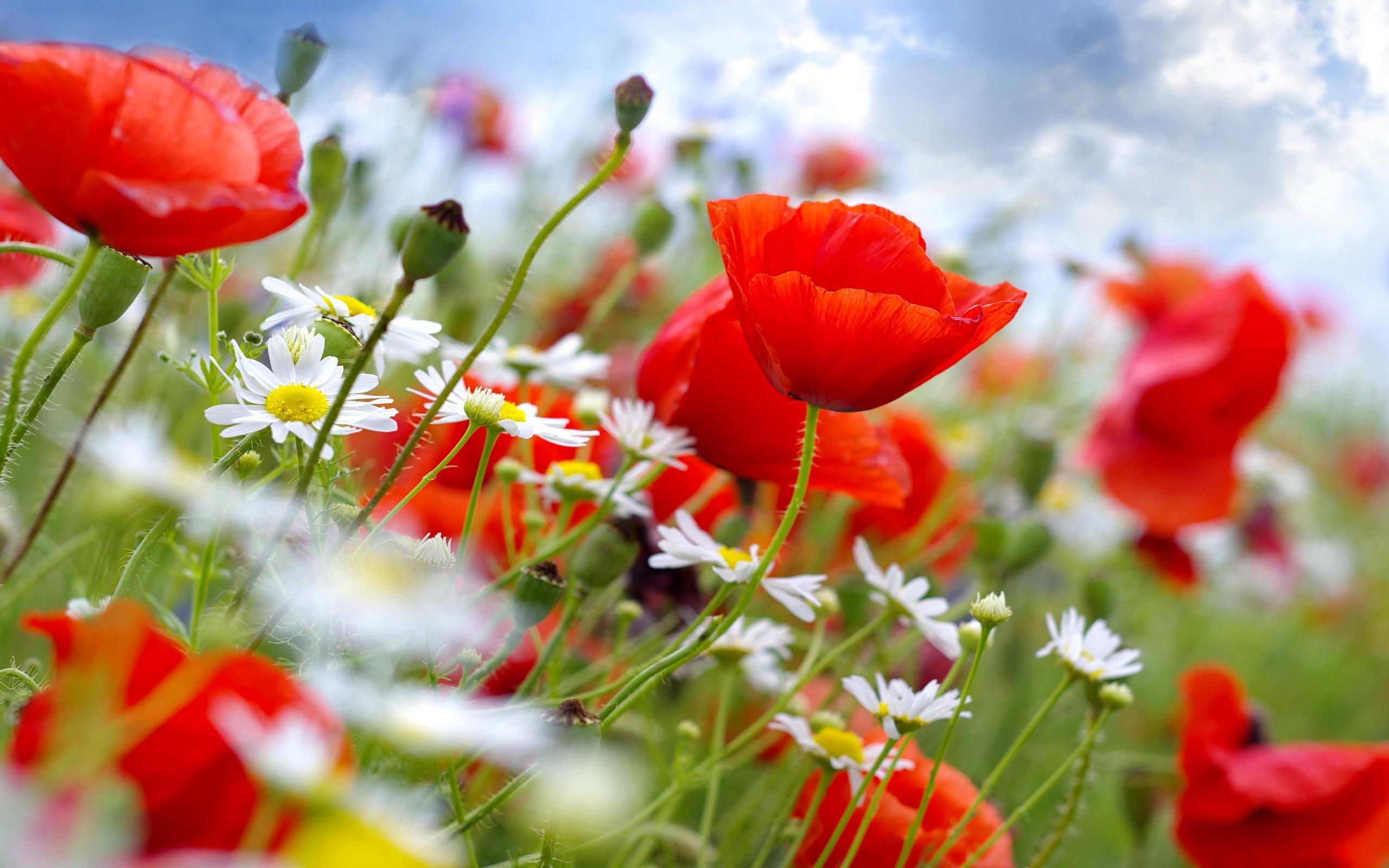 fondos de pantalla bunga hd,rojo,flor,pétalo,planta,paisaje natural
