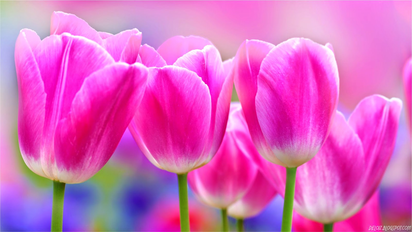 wallpaper bunga hd,flower,tulip,petal,flowering plant,pink