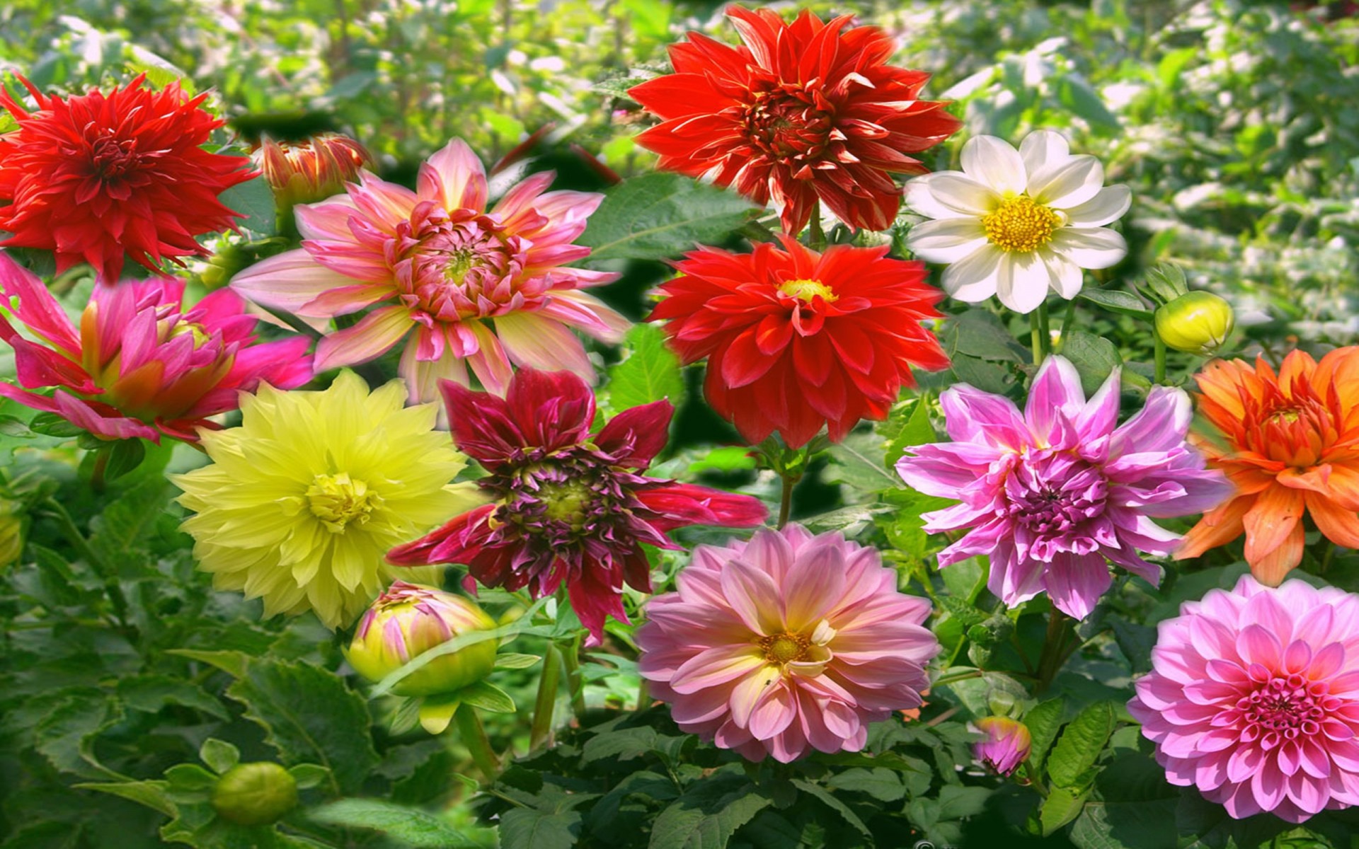 fond d'écran bunga hd,fleur,plante à fleurs,plante,pétale,dahlia