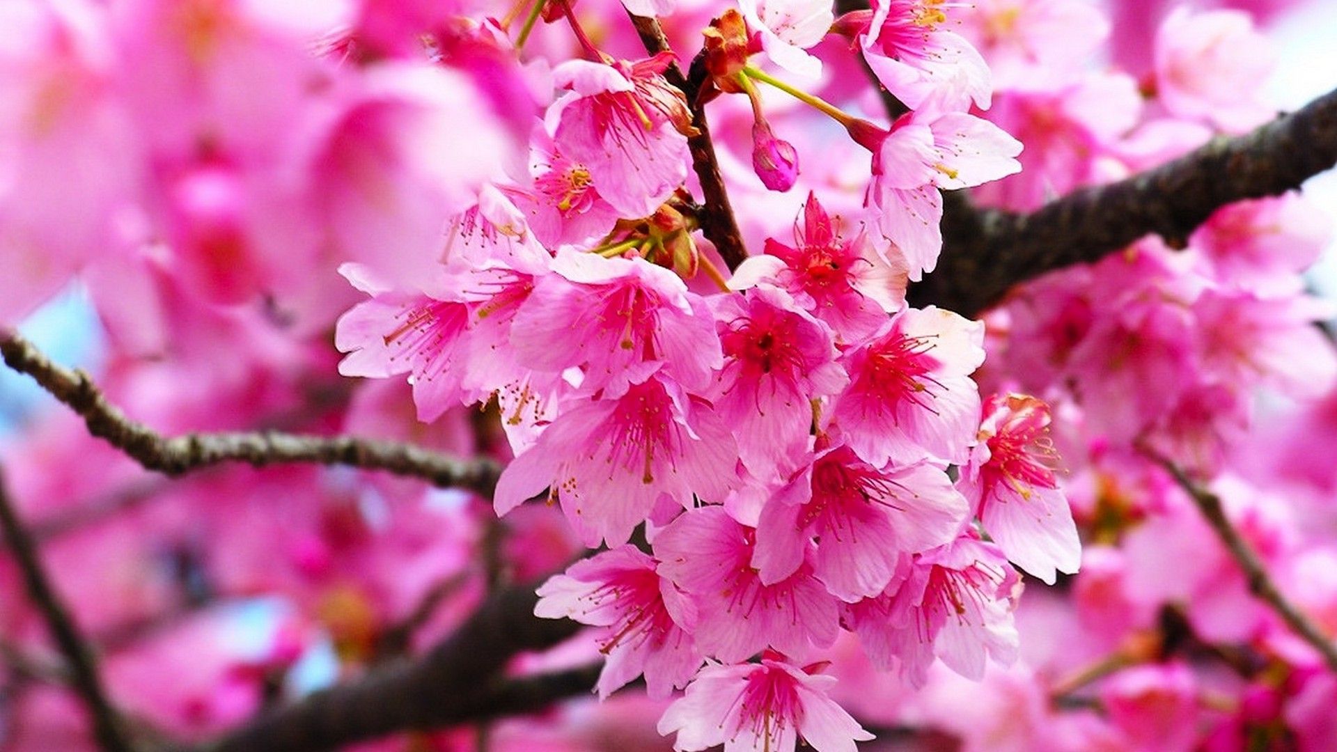 fondos de pantalla bunga hd,flor,planta,rosado,florecer,primavera