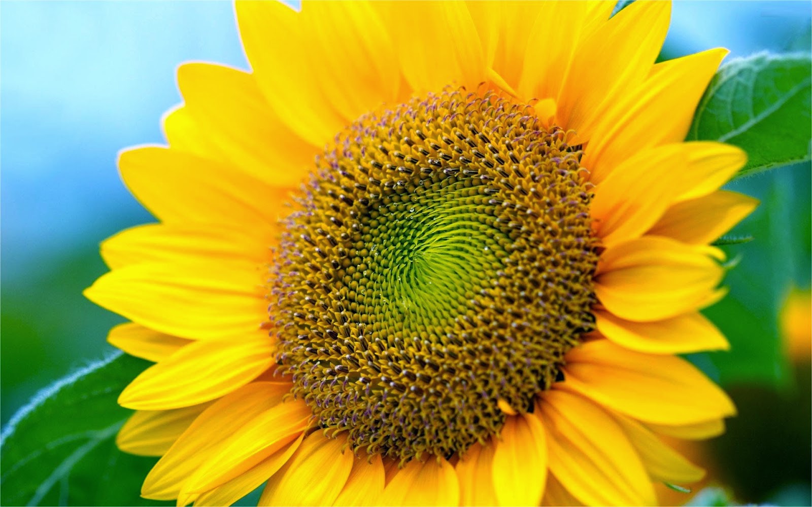 wallpaper bunga hd,sunflower,flowering plant,flower,yellow,sunflower