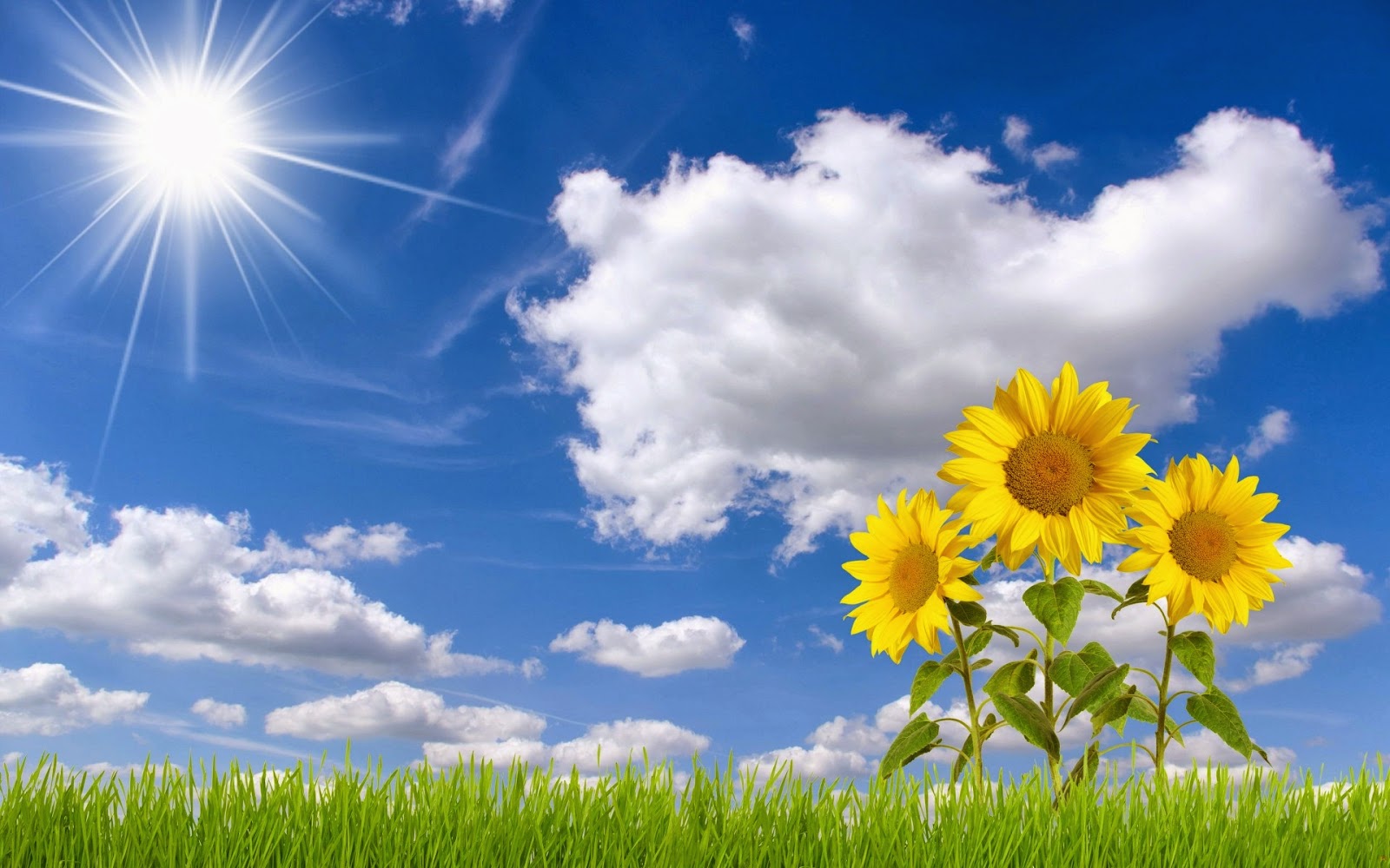 fondos de pantalla bunga hd,cielo,tiempo de día,nube,naturaleza,paisaje natural