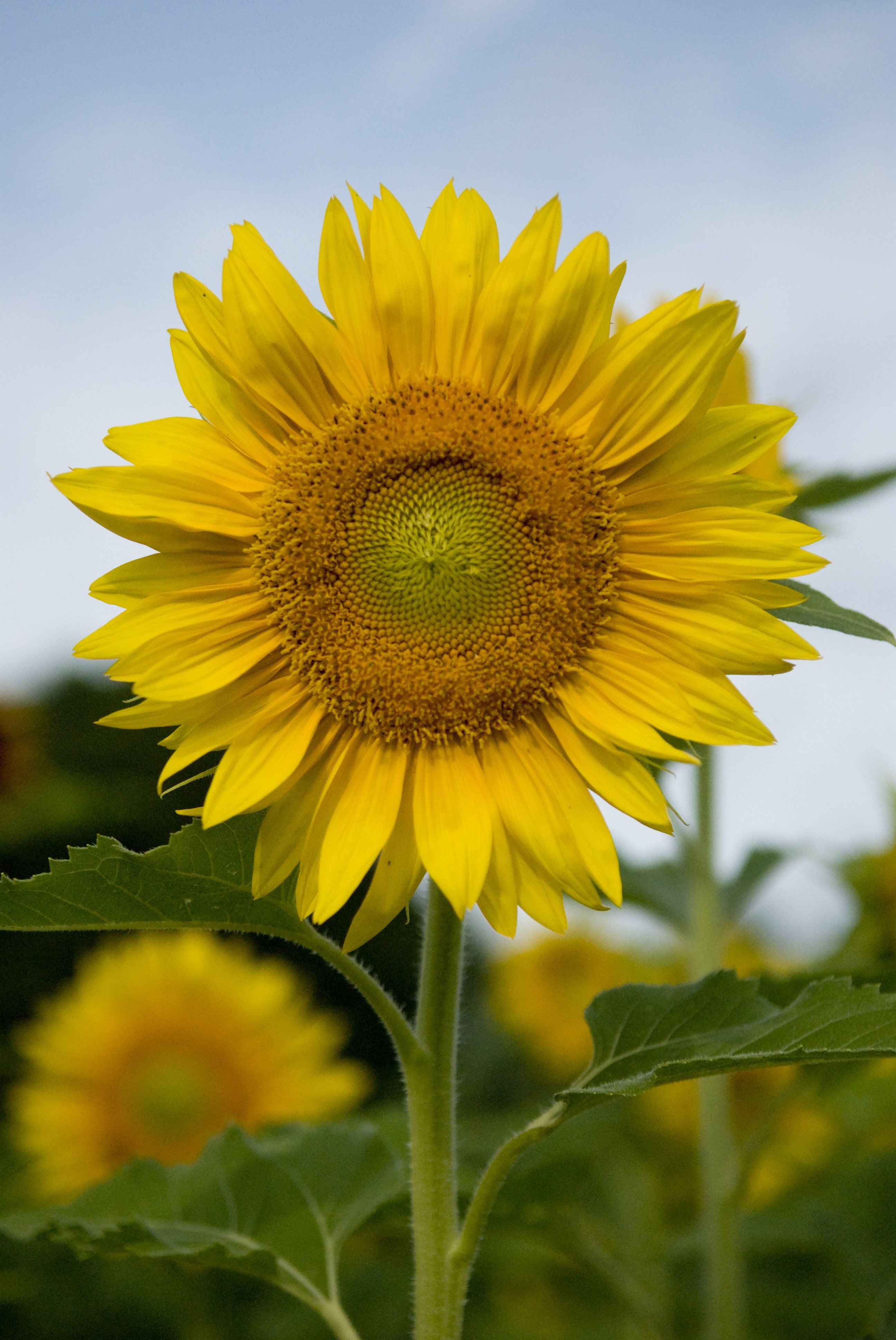 carta da parati bunga matahari,fiore,girasole,pianta fiorita,pianta,giallo