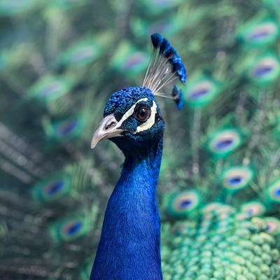 télécharger le fond d'écran hd keren,oiseau,paon,phasianidae,oiseau incapable de voler,plume