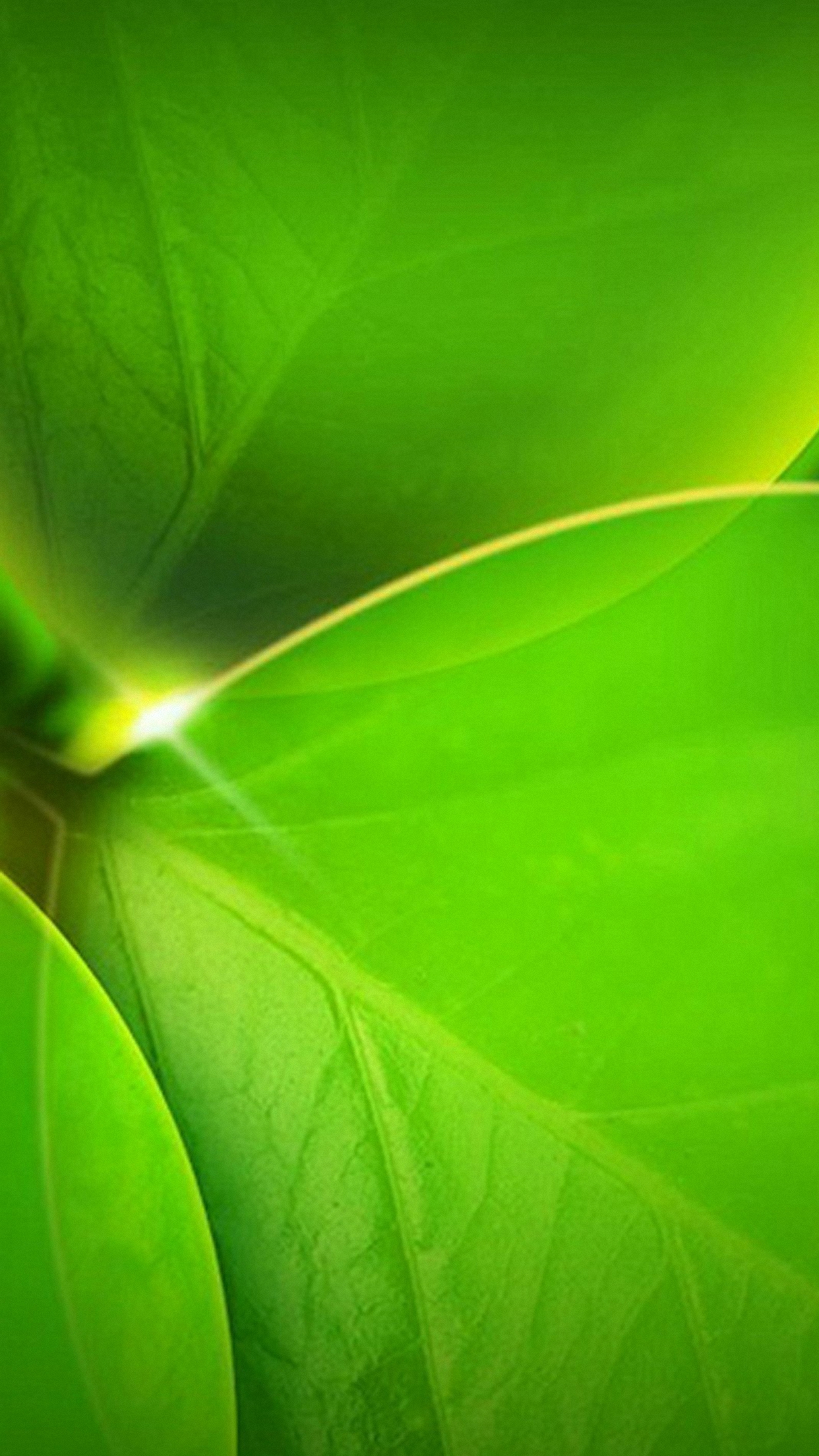 green mobile wallpaper,green,leaf,nature,banana leaf,close up