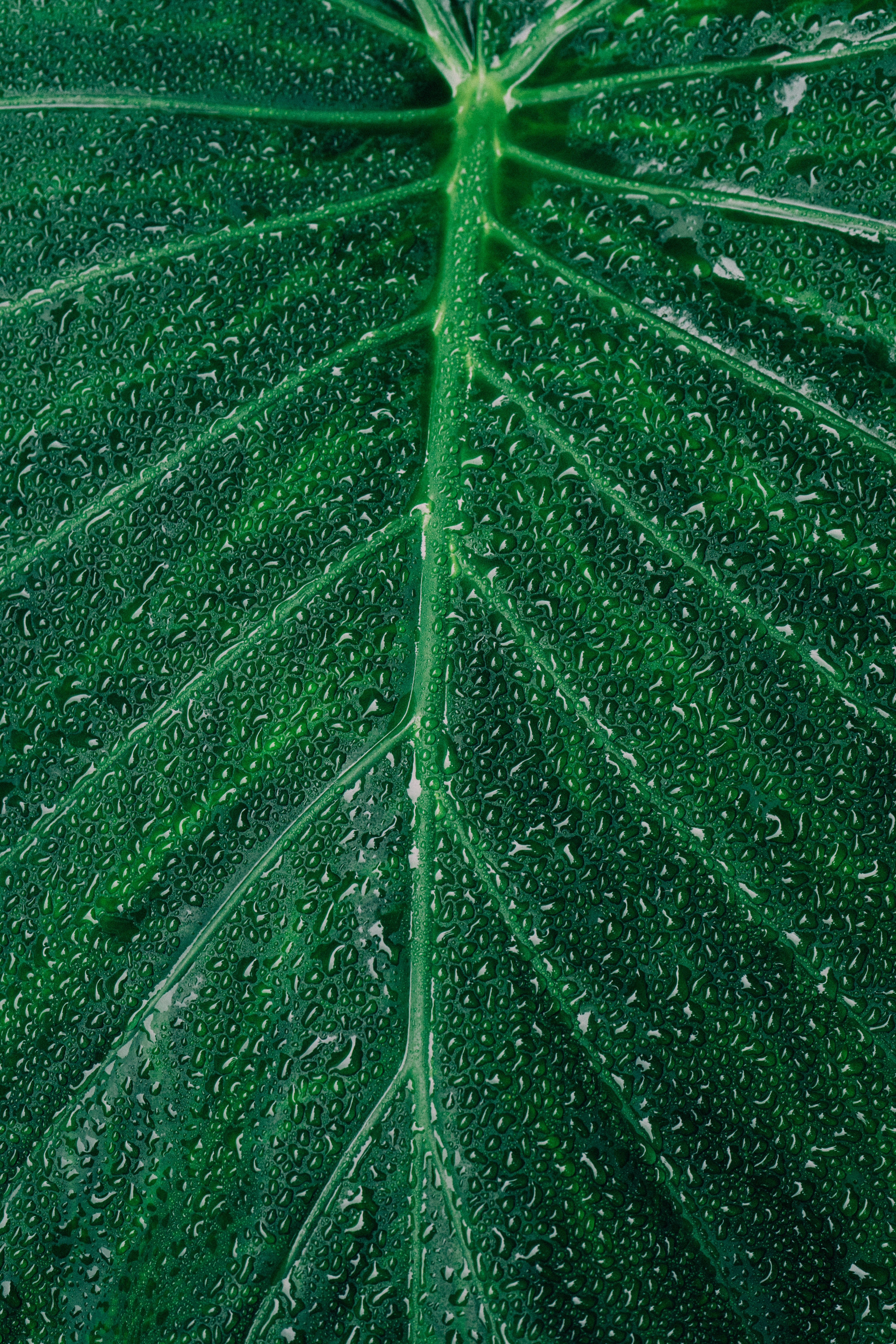 녹색 핸드폰 벽지,잎,초록,물,식물,식물 병리학