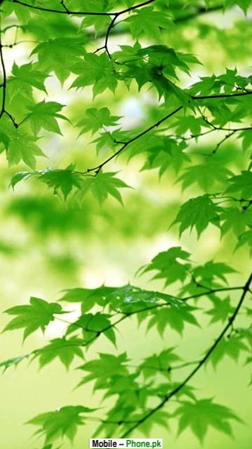 green mobile wallpaper,green,leaf,tree,branch,nature