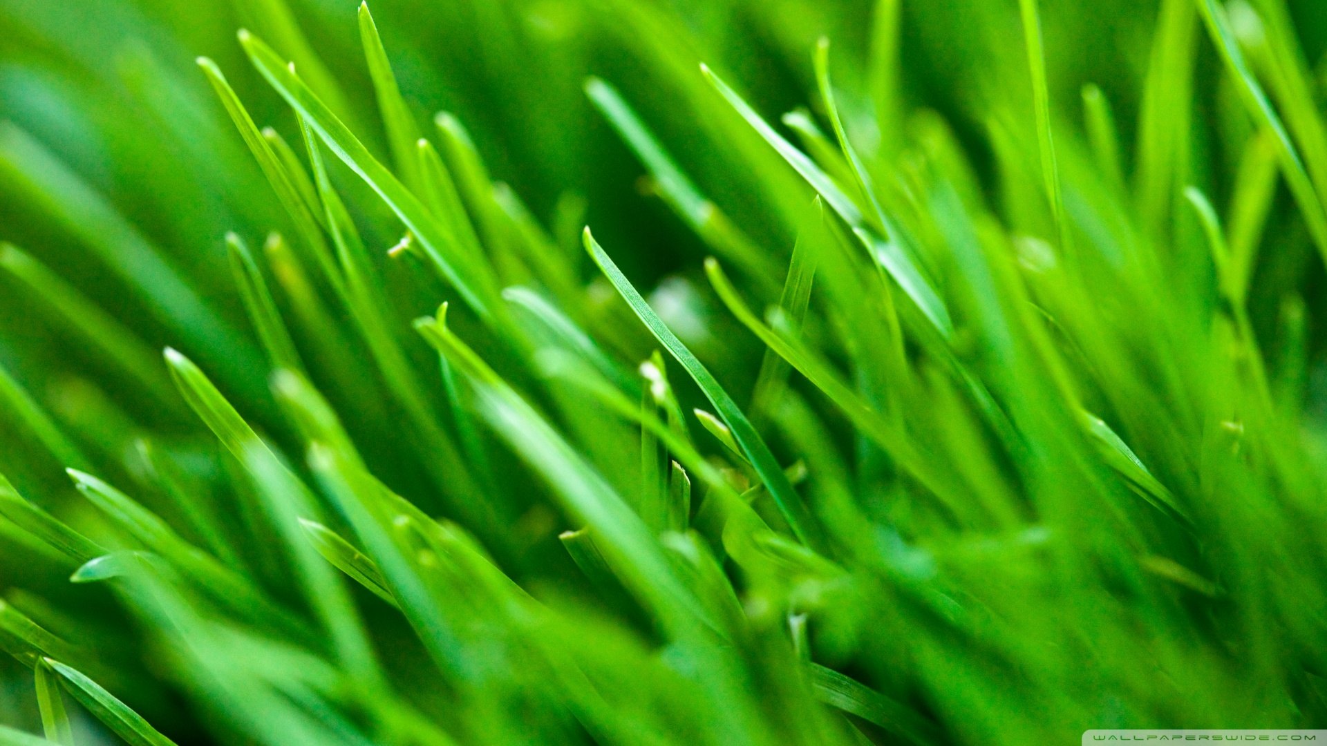 fondo de pantalla verde 1920x1080,verde,césped,hierba de trigo,planta,de cerca