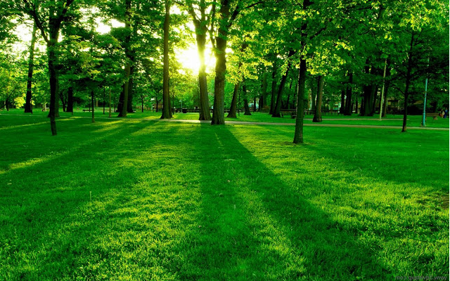 緑の壁紙ダウンロード,緑,自然の風景,自然,草,芝生