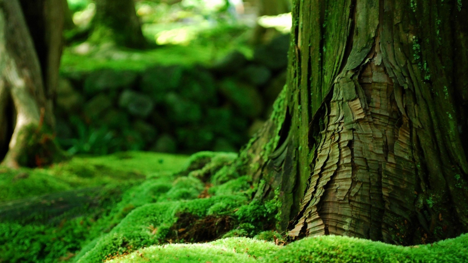 녹색 벽지 다운로드,초록,자연,자연 경관,오래된 성장의 숲,나무